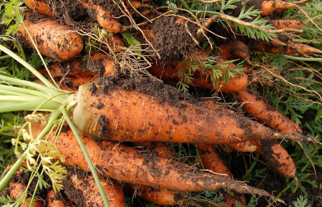 como cultivar zanahorias