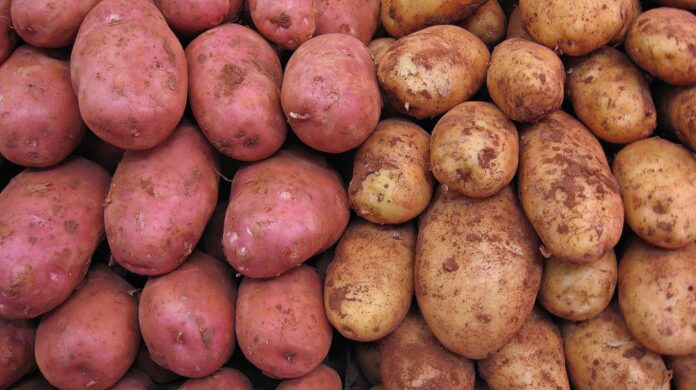 cultivar patata
