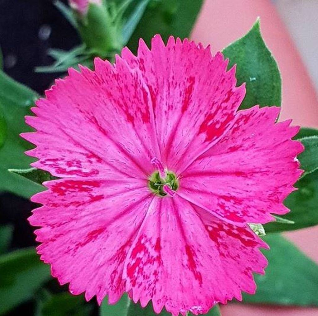 flor de clavel