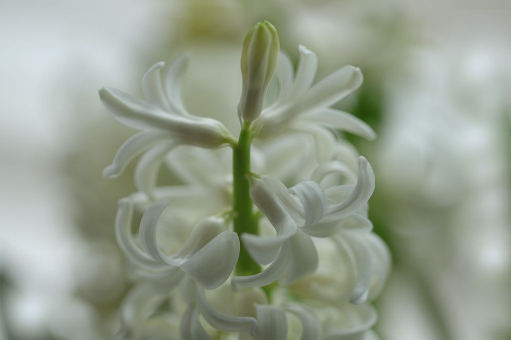 jacinto blanco